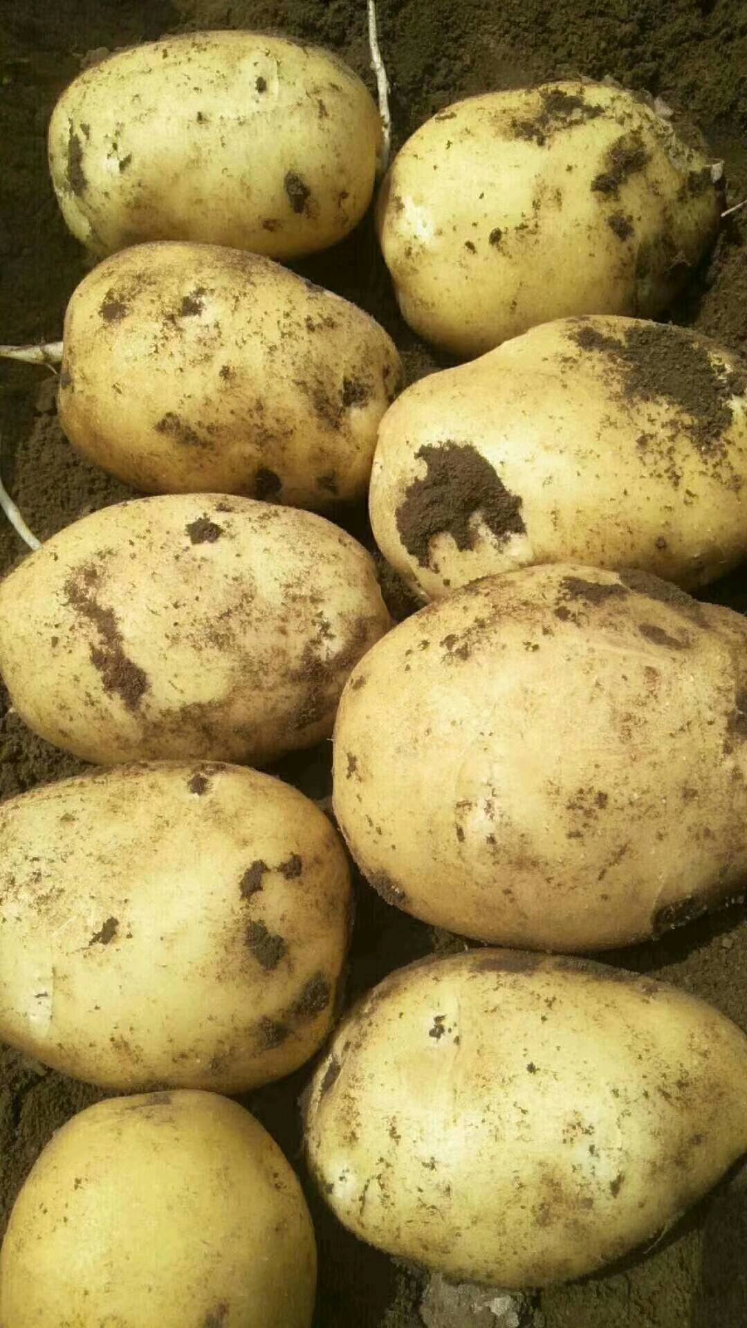 吉林公主岭土豆大量上市中质量品种有尤金885，荷兰土豆，杠三七土豆等等