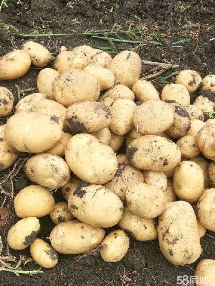 黑龙江牡丹江宁安尤金885土豆开始了，三两通天货，平均7...