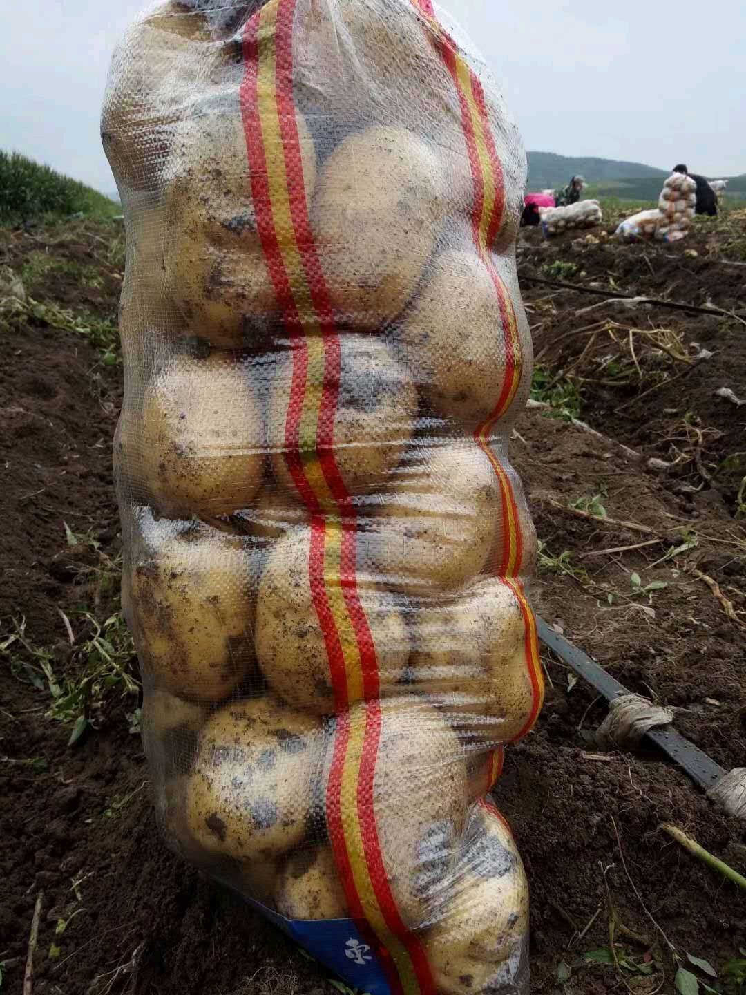 黑龙江牡丹江宁安尤金885土豆开始了，三两通天货，平均7--8--9两，小的少，颜色好皮毛亮，芽眼浅，黄皮黄心，口感好，市场认可的品种，西瓜8月20日左右开始下