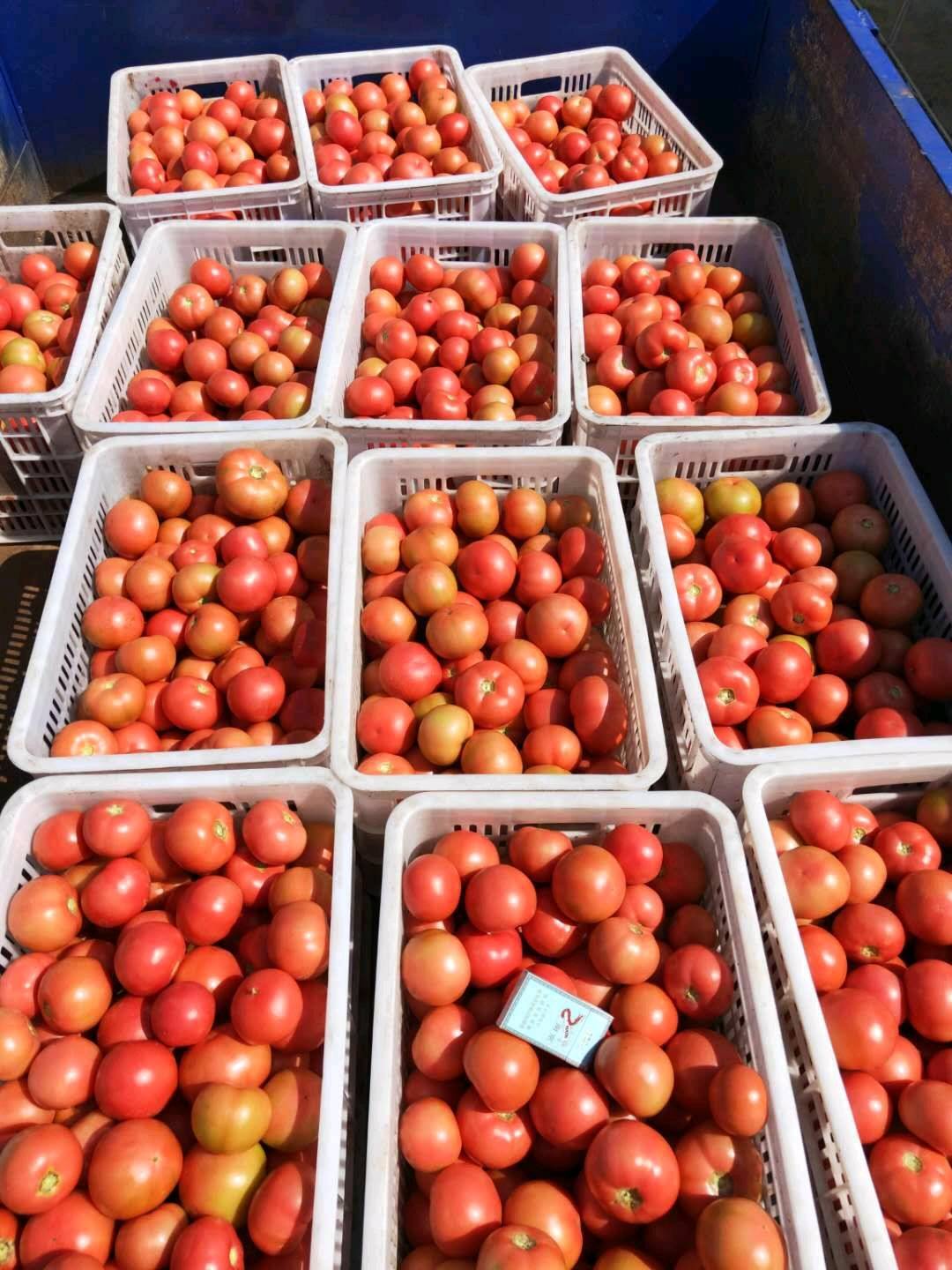 有大量西红柿供应，需要收购商，联系电话18635470948