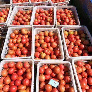 有大量西红柿供应，需要收购商，联系电话186354709...
