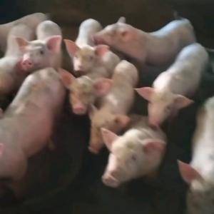 大量供应土白种猪，长白，陆川猪，各种猪苗，联系电话：13...