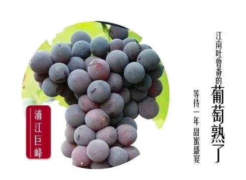 浦江忆嘉农场种植巨峰葡萄有20多亩，口感好，糖份足...