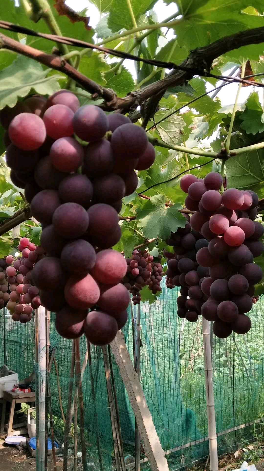 浦江忆嘉农场种植巨峰葡萄有20多亩，口感好，糖份足...