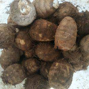 山东芋头种植基地，芋头批发市场常年供应通货 小球 中球 ...