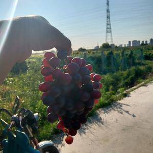 天津滨海新区，茶淀玫瑰香葡萄已大量上市欢迎收购商来大量收购