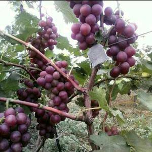 主要品种巨峰葡萄:我葡萄基地有万亩葡萄，8月份左右成熟，...