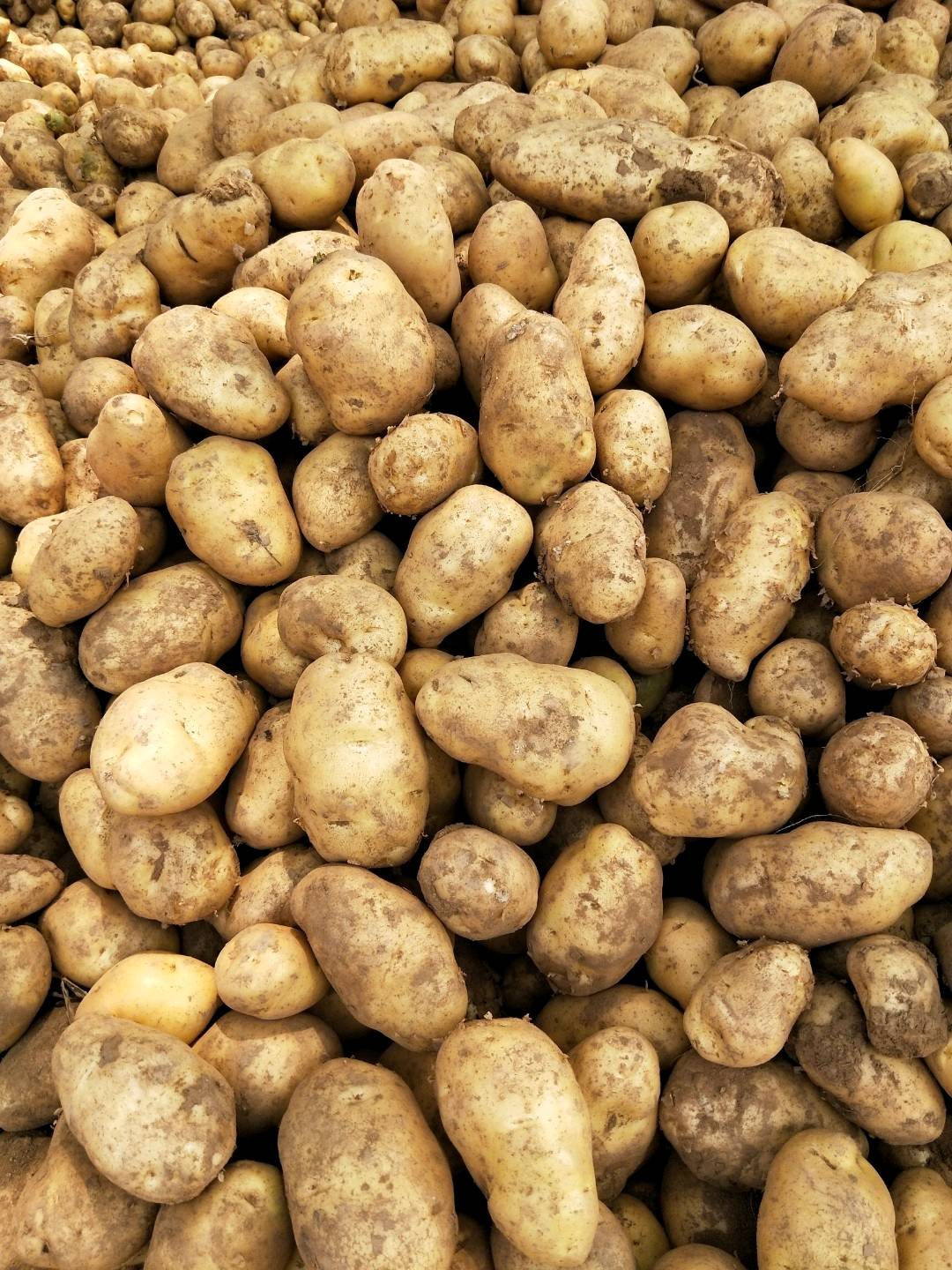 山西长子土豆大量上市中价格便宜货源充足，2两以上通货地头价0.55到0.65