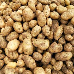 山西长子土豆大量上市中价格便宜货源充足，2两以上通货地头...