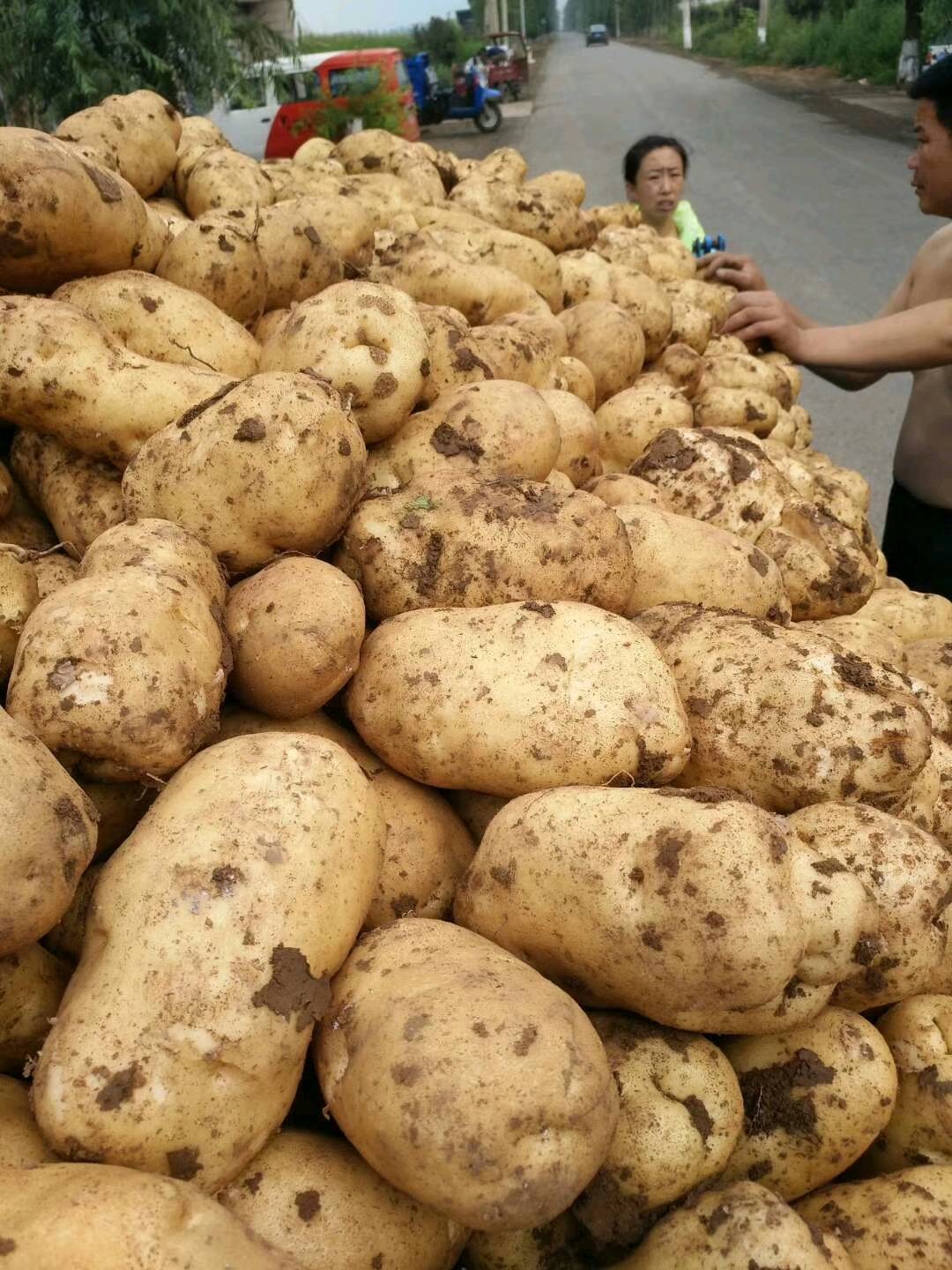 山西长子土豆大量上市中价格便宜货源充足，2两以上通货地头价0.55到0.65
