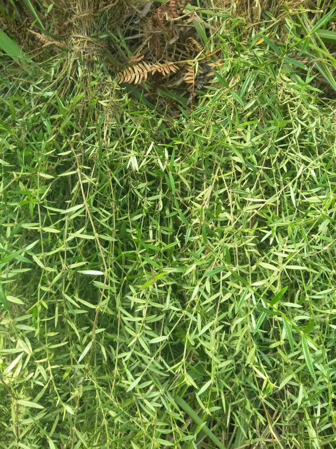野生白花蛇舌草，当天拔草，需要的联系。
13013315443，同微信