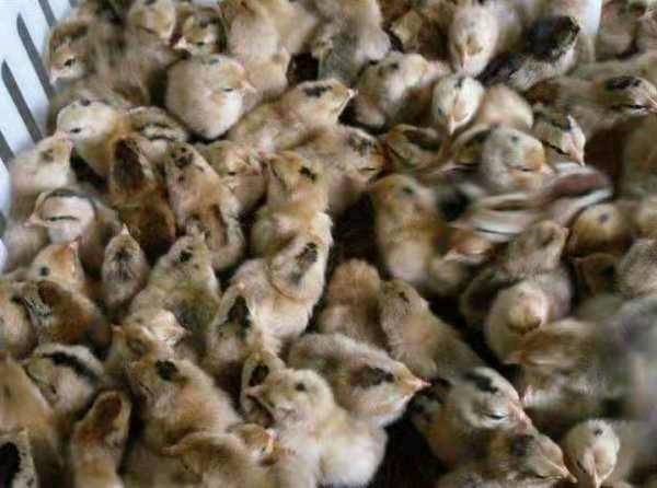 常年供应优质鸡鸭鹅苗，孵化场直供，品种齐全，欢迎广大养殖户农场主前来参观选购。