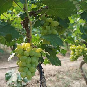 大量维多利亚葡萄已成熟，欢迎客商来定购批发