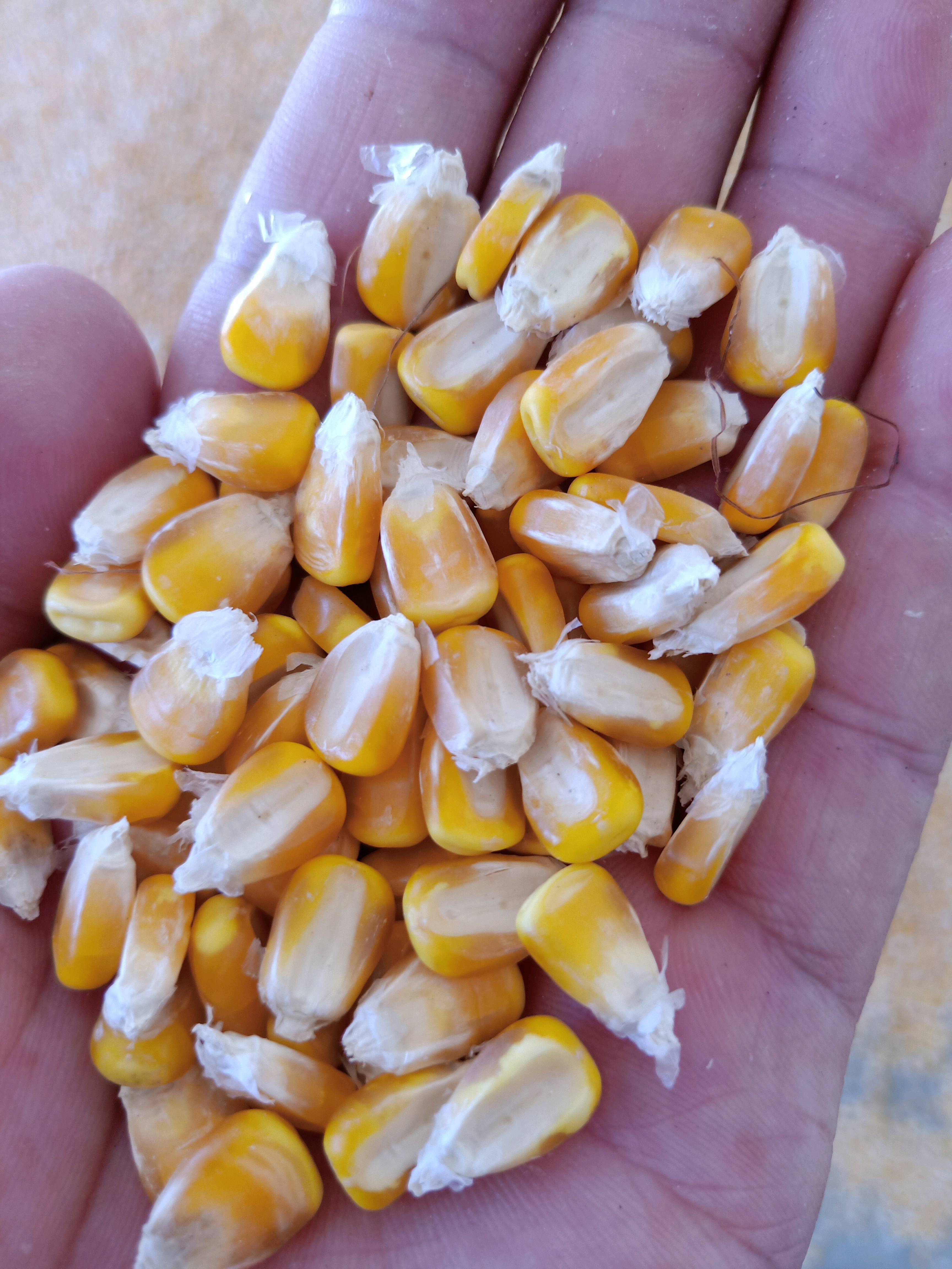 大量供应大颗粒2020年春玉米粒，散装走车。