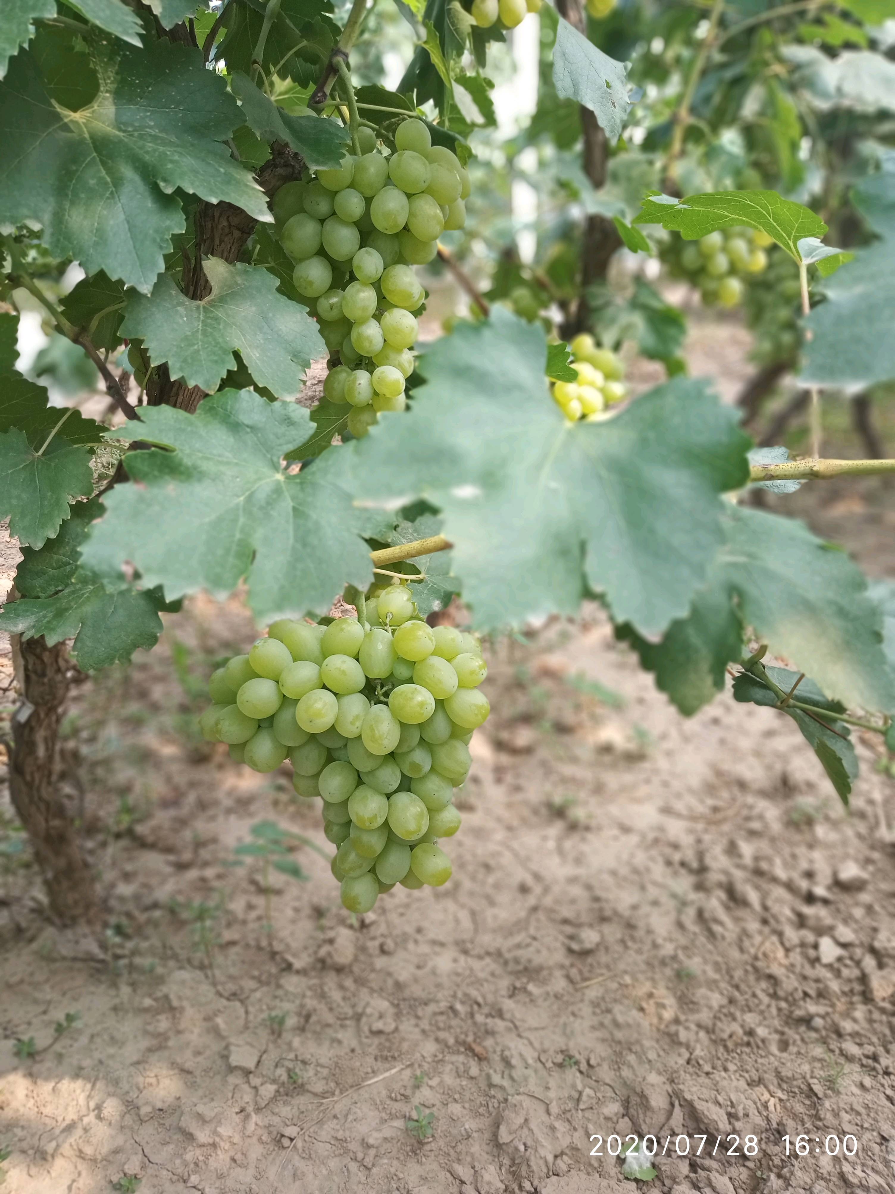 大量维多利亚葡萄已成熟，欢迎客商来定购批发