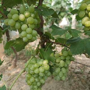 大量维多利亚葡萄现在已成熟，欢迎各位客商来批发定购，18831843797