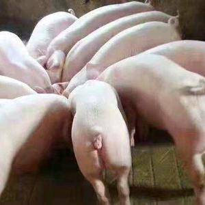 18306551222优质猪苗，15—30公斤仔猪，长白，大约克，杜洛克，内外三元品种齐全，欢迎来电咨询