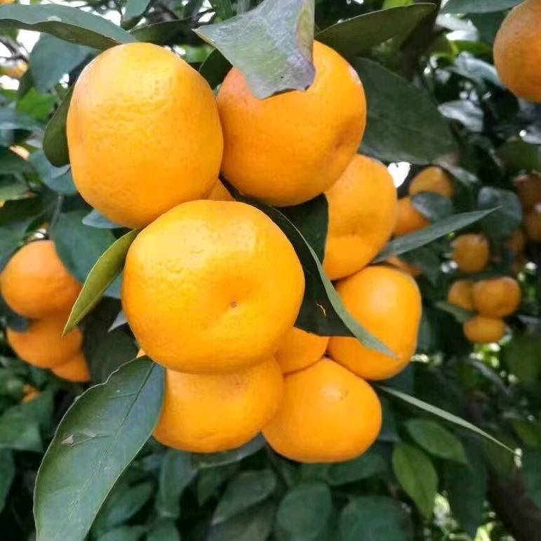 黄岩蜜橘  产地直销 看货采摘，保质保量，欢迎咨询...