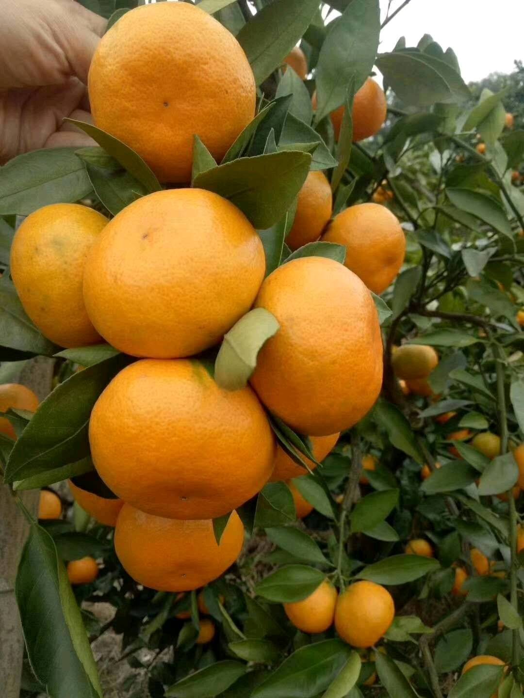 蜜橘   产地大量供应，质量好，价格低，欢迎咨询订购！联系电话18771774321