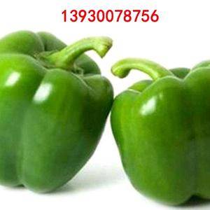 瑞特菜椒高产大果甜椒青椒辣椒种子
瑞特菜椒是国外大甜椒作父本，一代杂交种。中熟，果实绿色，方灯笼形，单果重300克左右，大果可达400克以上，亩产量7000公