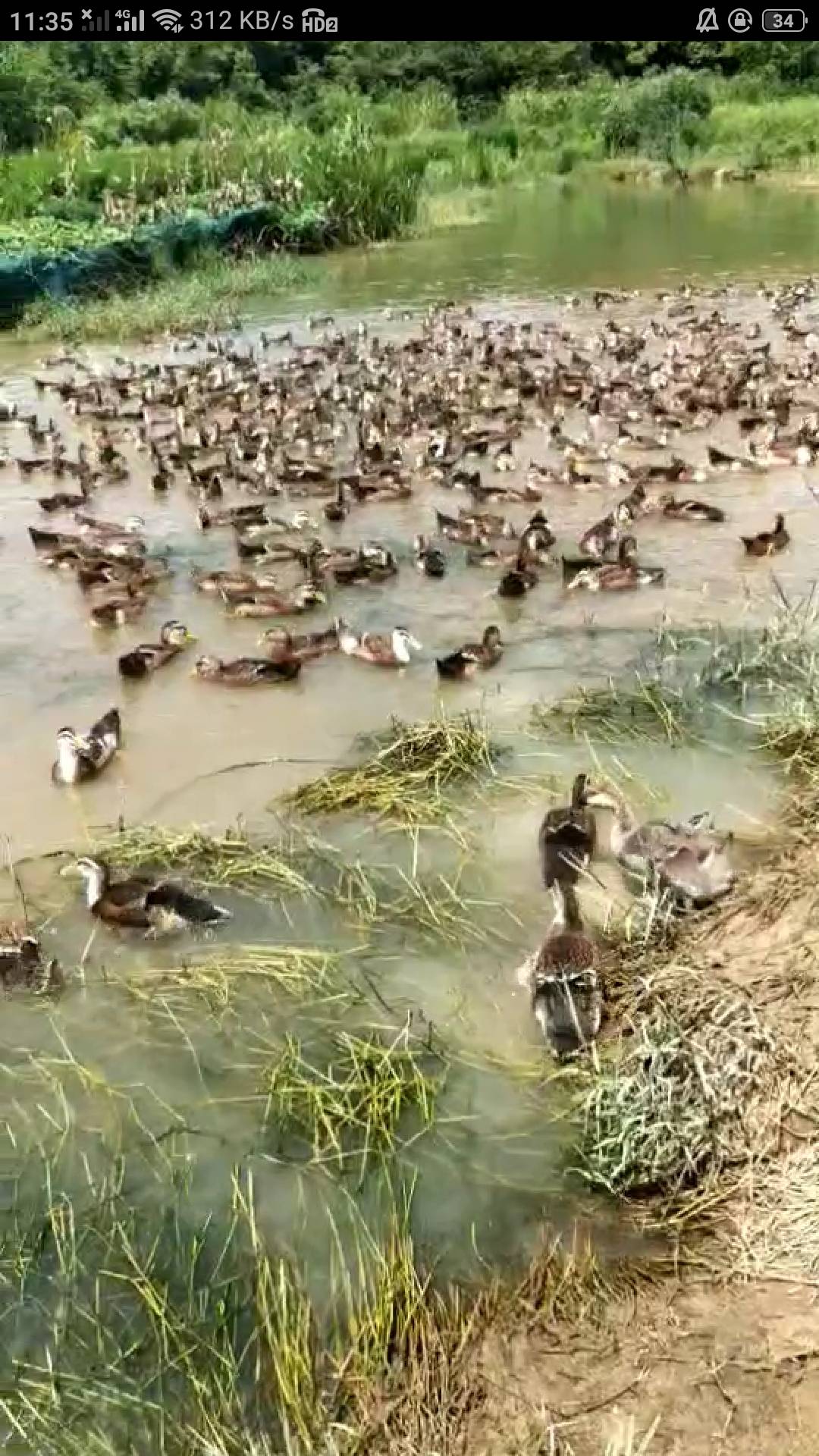 在河里成长的土鸭，目前还有八九百只滞销，联系方式13533805986，朱小姐，地址湖南省永州市宁远县柏家坪左洞。
