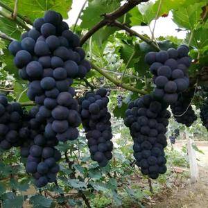 辽南精品巨峰葡萄大量上市了