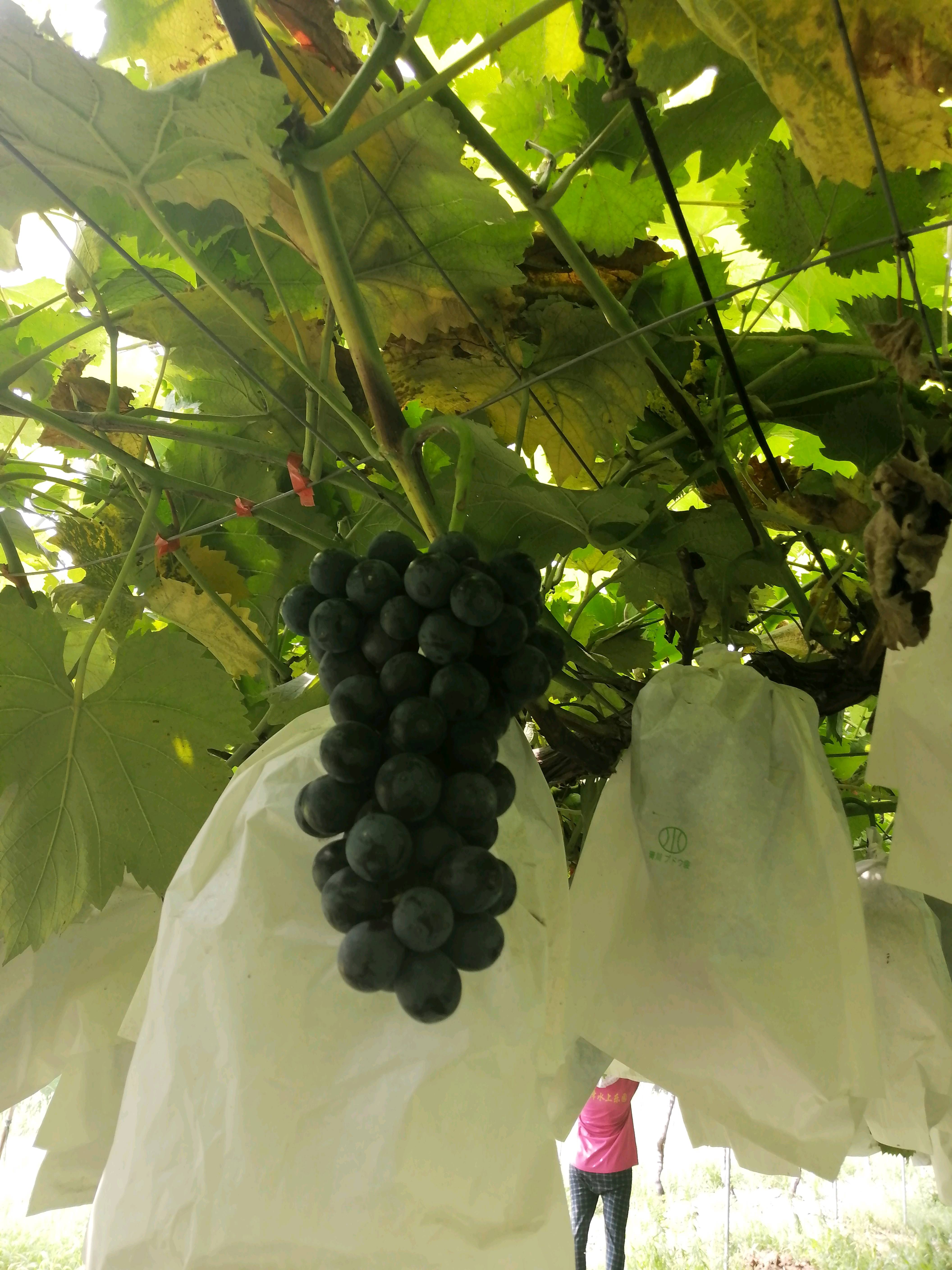 夏黑葡萄，农场自产自销，避雨套袋栽培，颜色好甜度高