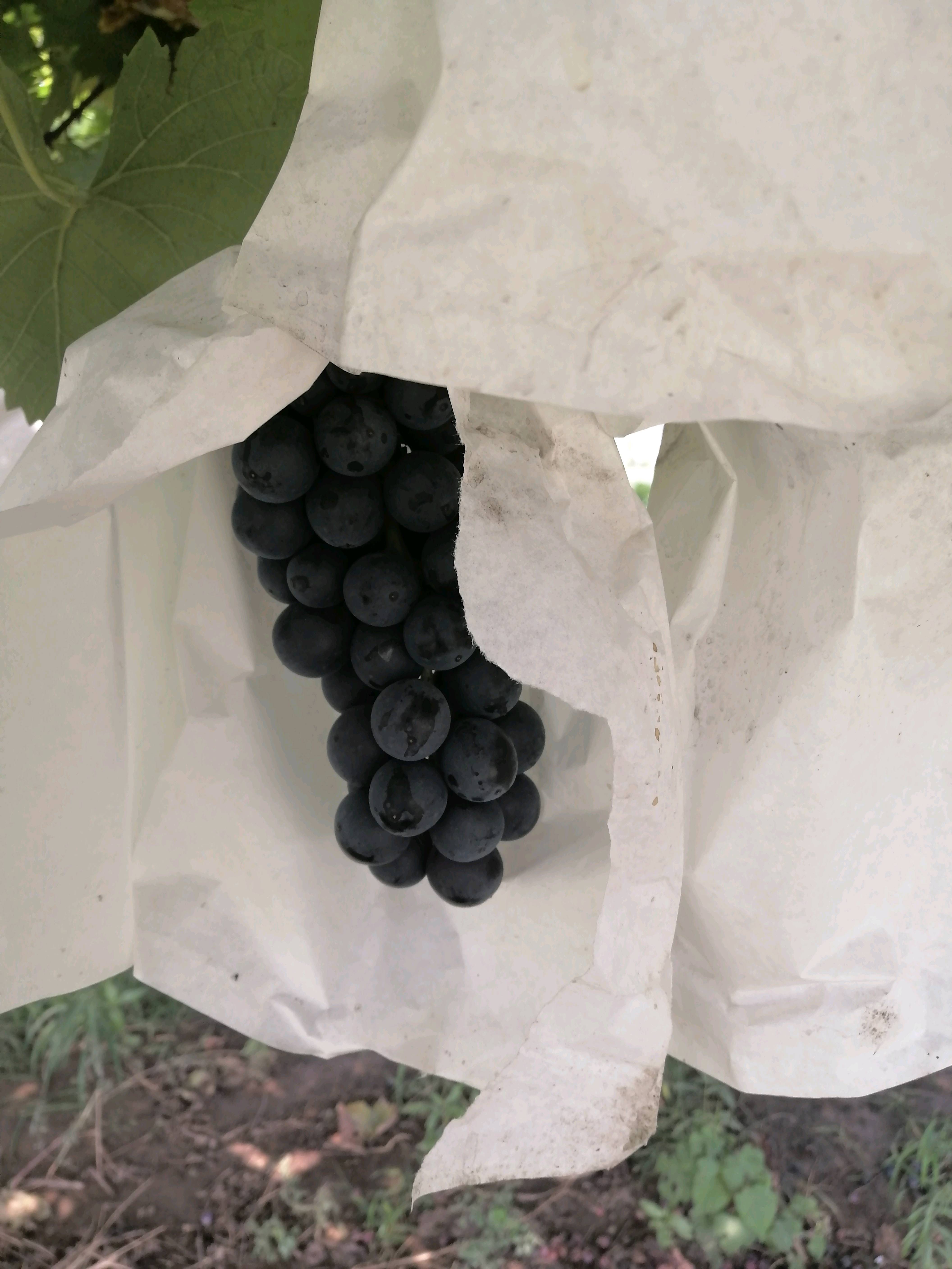 夏黑葡萄，农场自产自销，避雨套袋栽培，颜色好甜度高