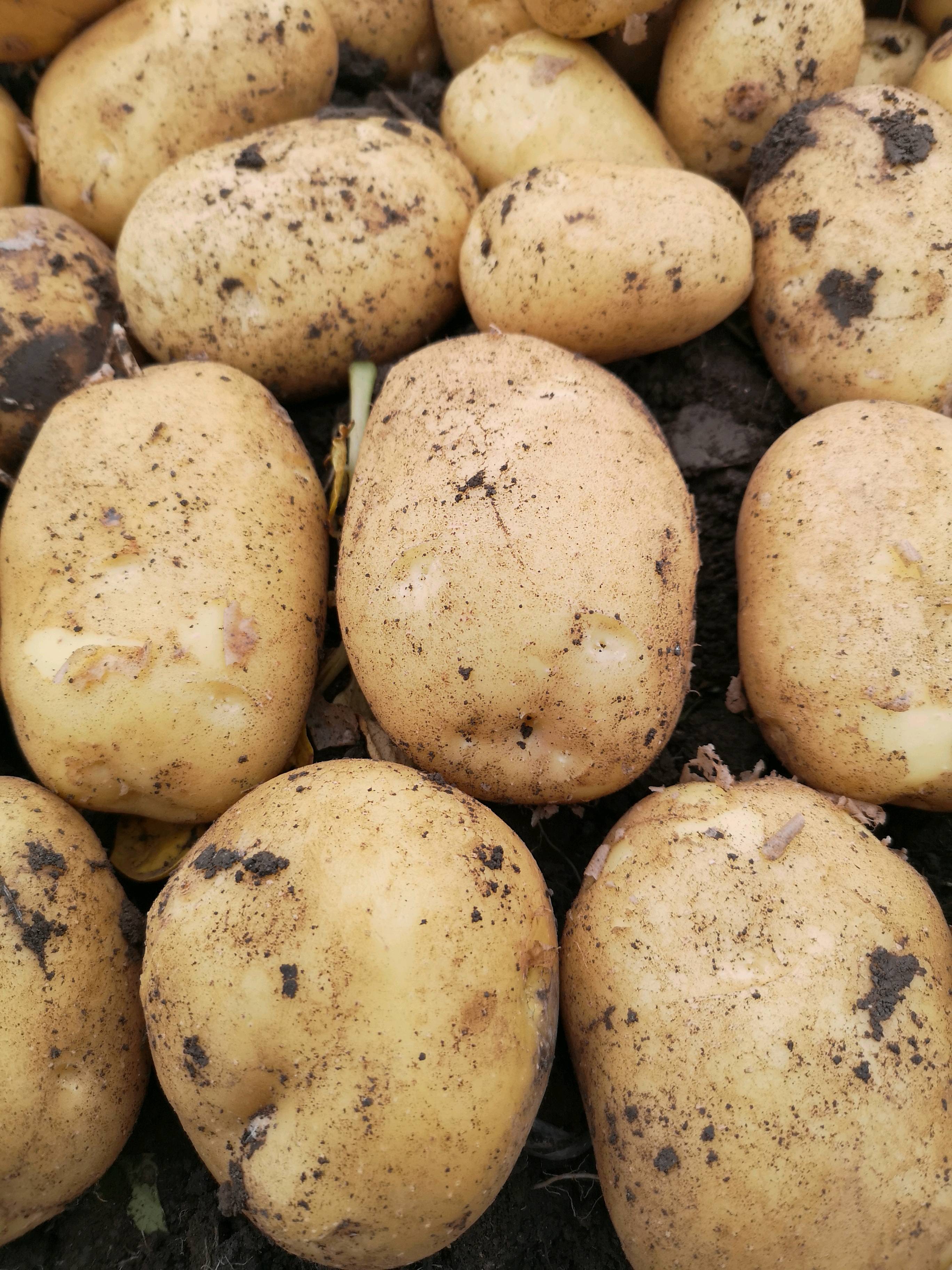 黑龙江牡丹江尤金885土豆，薯型好，口感好，黄皮黄心，立...