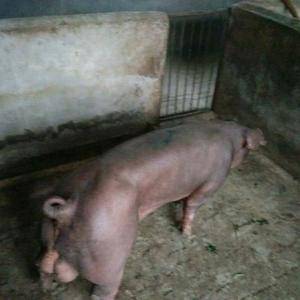 本养殖场常年对外出售杜洛克种公猪，两头免费包邮到家。需要...