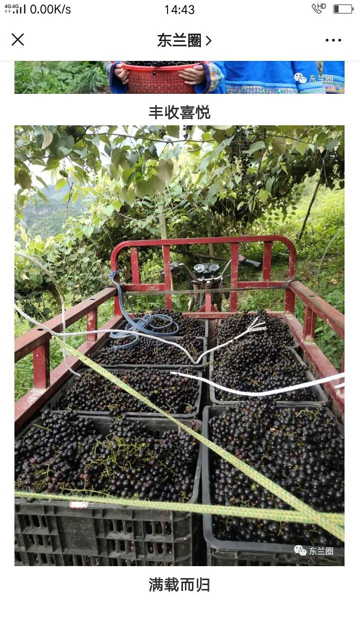 广西野生山葡萄成熟了寻找有能力的你，某园产量二百吨...