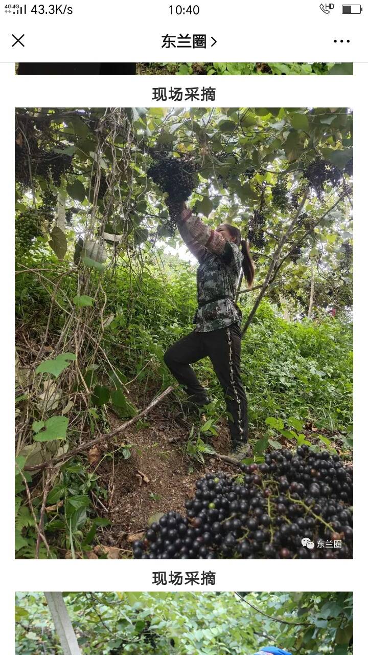 广西野生山葡萄成熟了寻找有能力的你，某园产量二百吨...