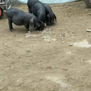 （自己猪场可以24小时微信视频看猪）出售仔猪，种母猪一手...
