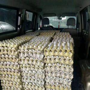 本人大量出售新鲜鸽蛋，有需要的随时可以联系1331512...