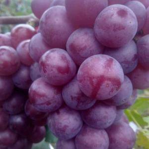 巨峰葡萄，成熟度100%穗型紧凑度中等，粒大果甜。250...