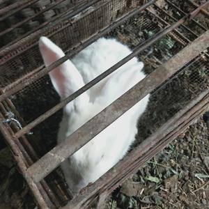 大白耳朵兔90到200一只家养