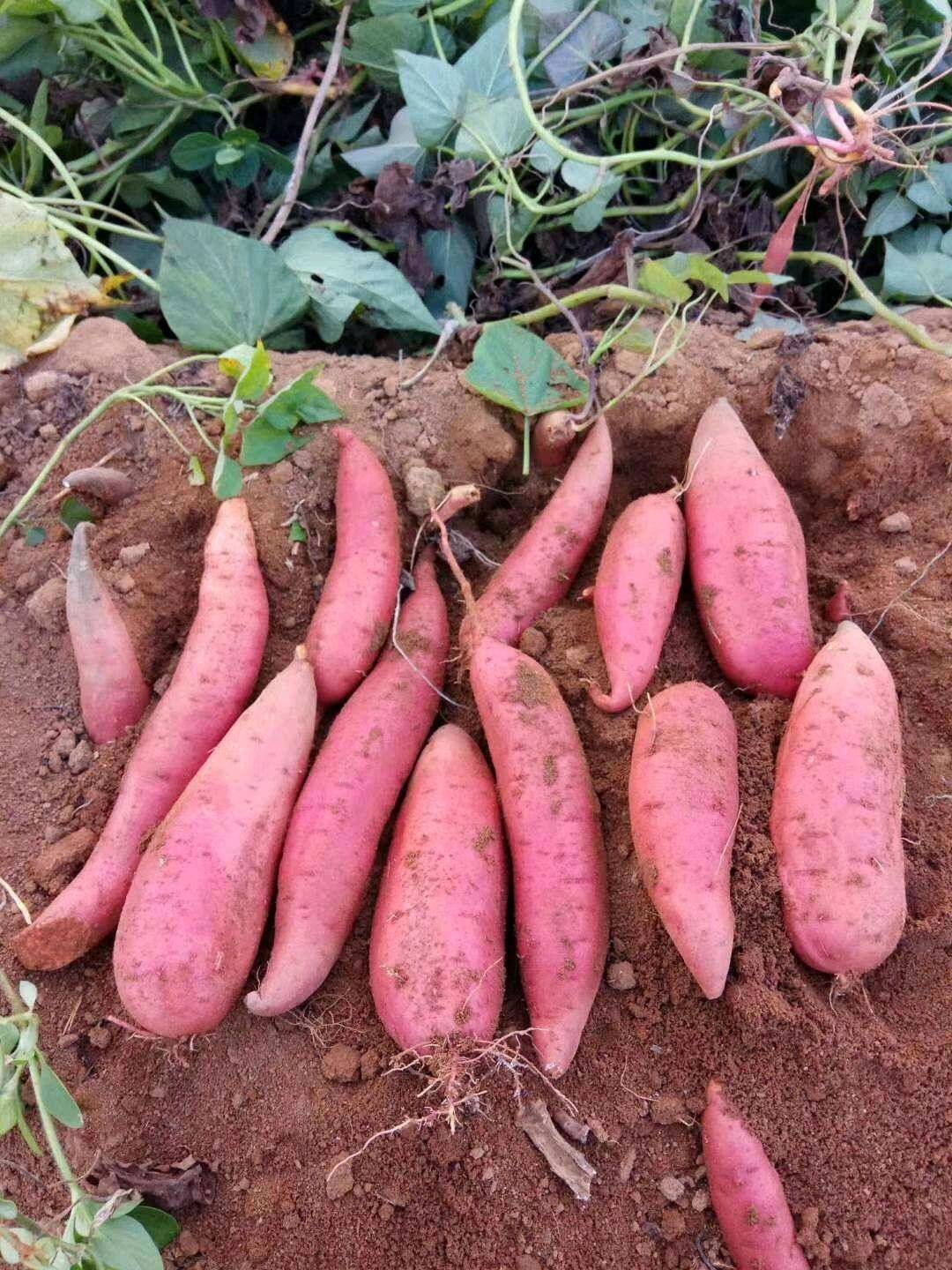 烟薯25，纯沙土基地种植，选用脱毒种苗，皮红心红，口感更...