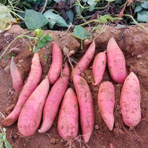 烟薯25，纯沙土基地种植，选用脱毒种苗，皮红心红，口感更...