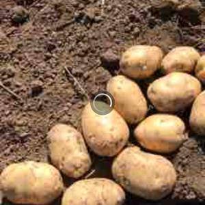 自己种的土豆，品种有尤金885.杠三七，还有延暑四，外形...