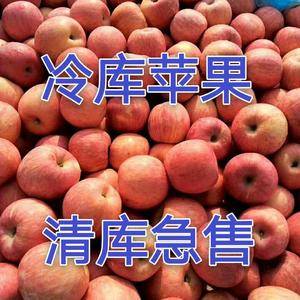 15092861333冷库红富士苹果早熟苹果大量供应。