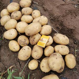 我地方现在大量供应尤金885土豆，及各种品种土豆，品种齐...