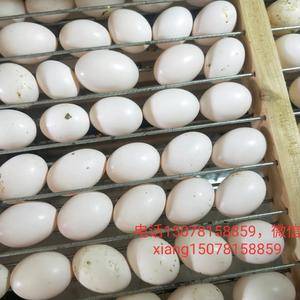 长期供应鸽子蛋营养丰富