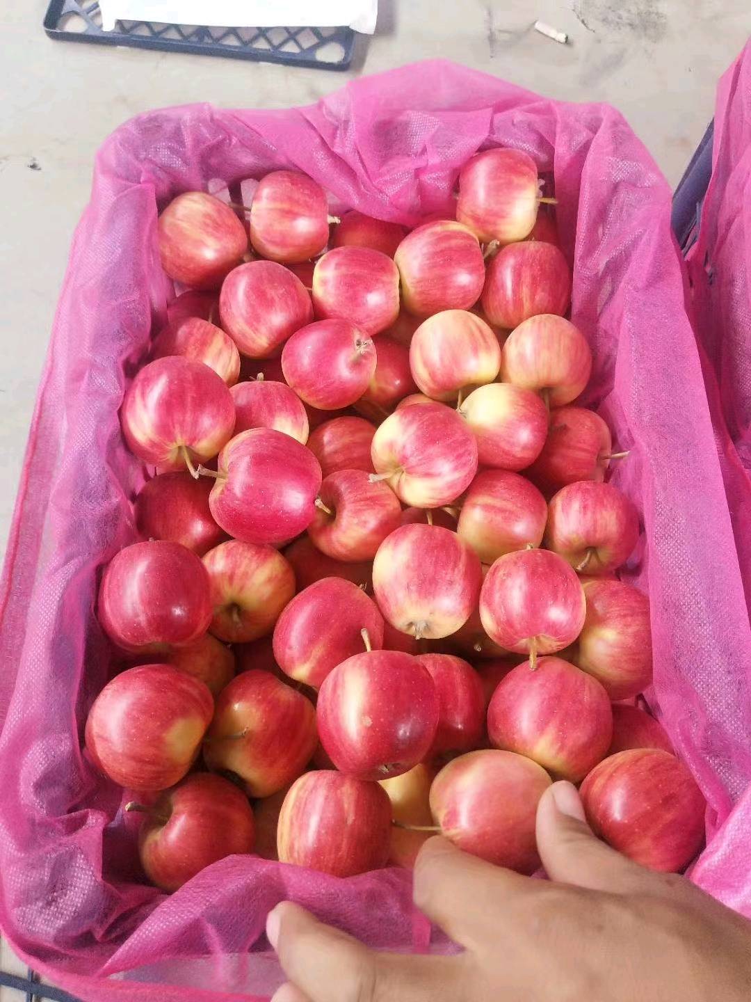 金红123苹果大量现货，有需求联系，产地代收