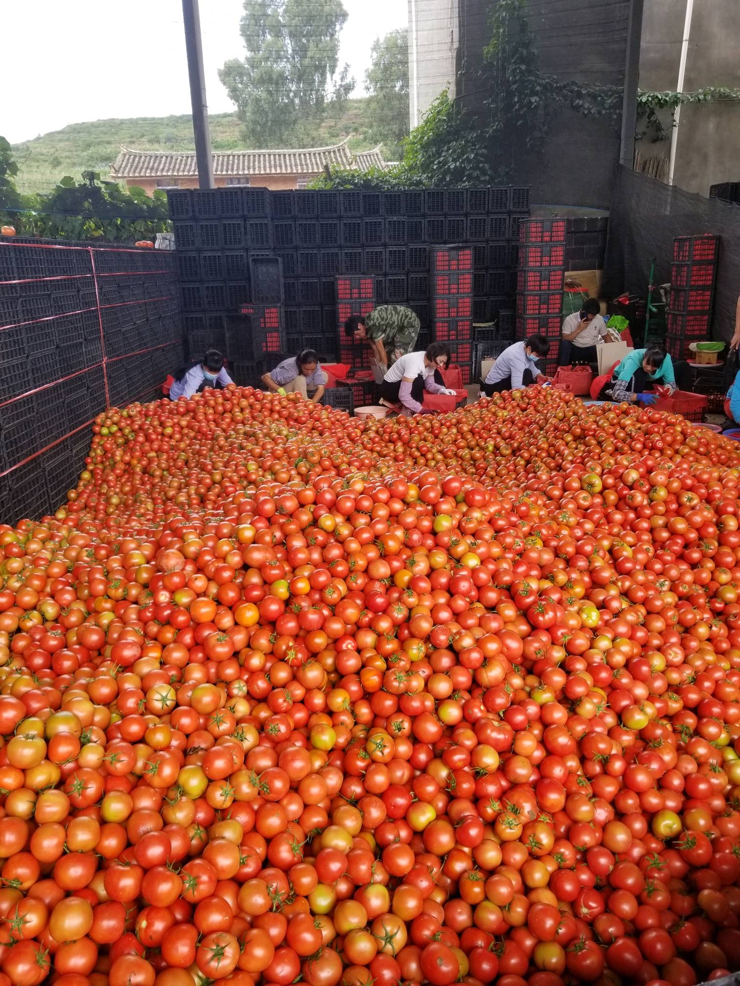 番茄（大红果、硬粉果）
黄瓜（大棚黄瓜、顶花带刺）
货源充足，单品每天200吨左右。
质量保证，全国整车、零担物流配送。