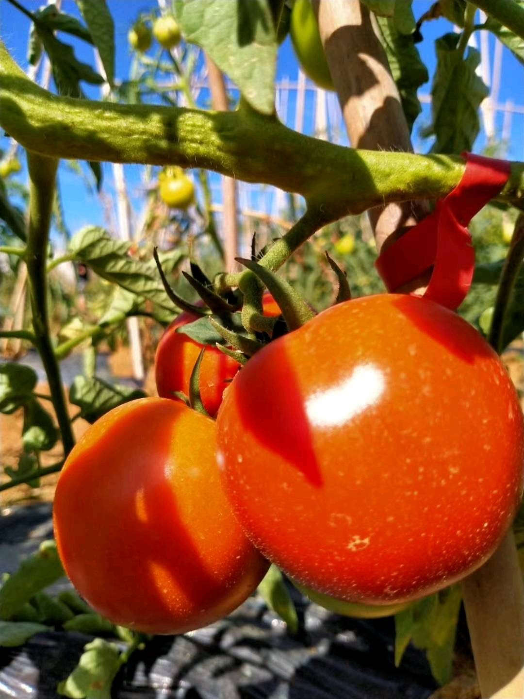 15285029627基地长年大红硬果西红柿供应，欢迎各位批发商咨询。