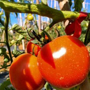 15285029627基地长年大红硬果西红柿供应，欢迎各...