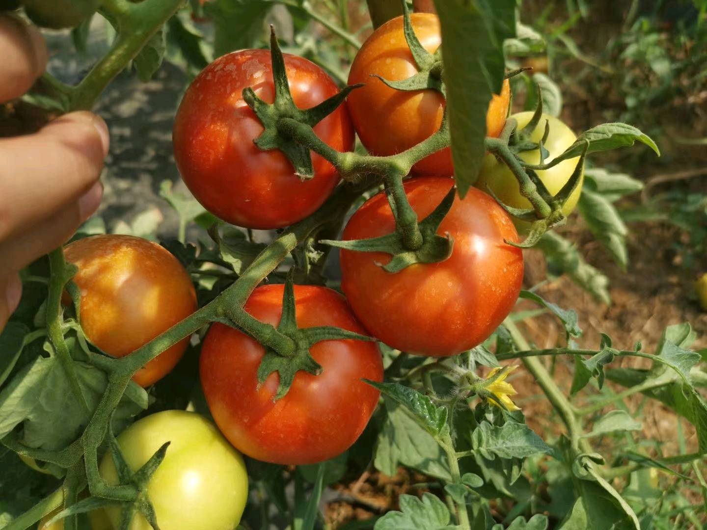 15285029627基地长年大红硬果西红柿供应，欢迎各位批发商咨询。
