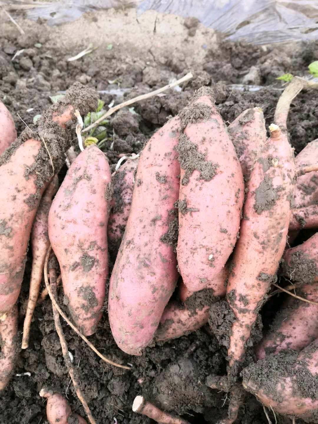 农村刚起出来的红薯新鲜品种红薯9号，西瓜红量大联系15077889288同微