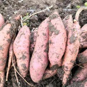 农村刚起出来的红薯新鲜品种红薯9号，西瓜红量大联系150...