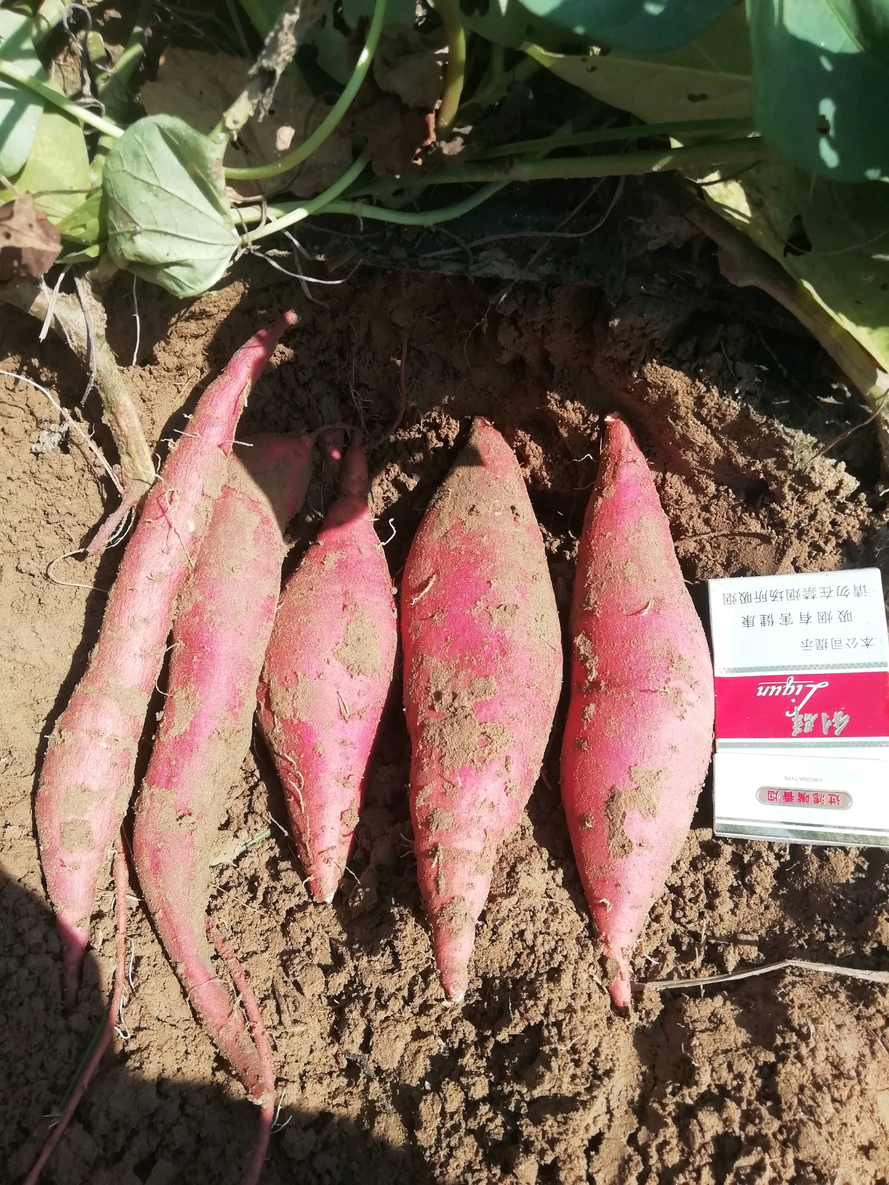 纯沙地西瓜红红薯一百亩  九月十五号开挖  河南省兰考县  需要的客户请联系我  18623782300